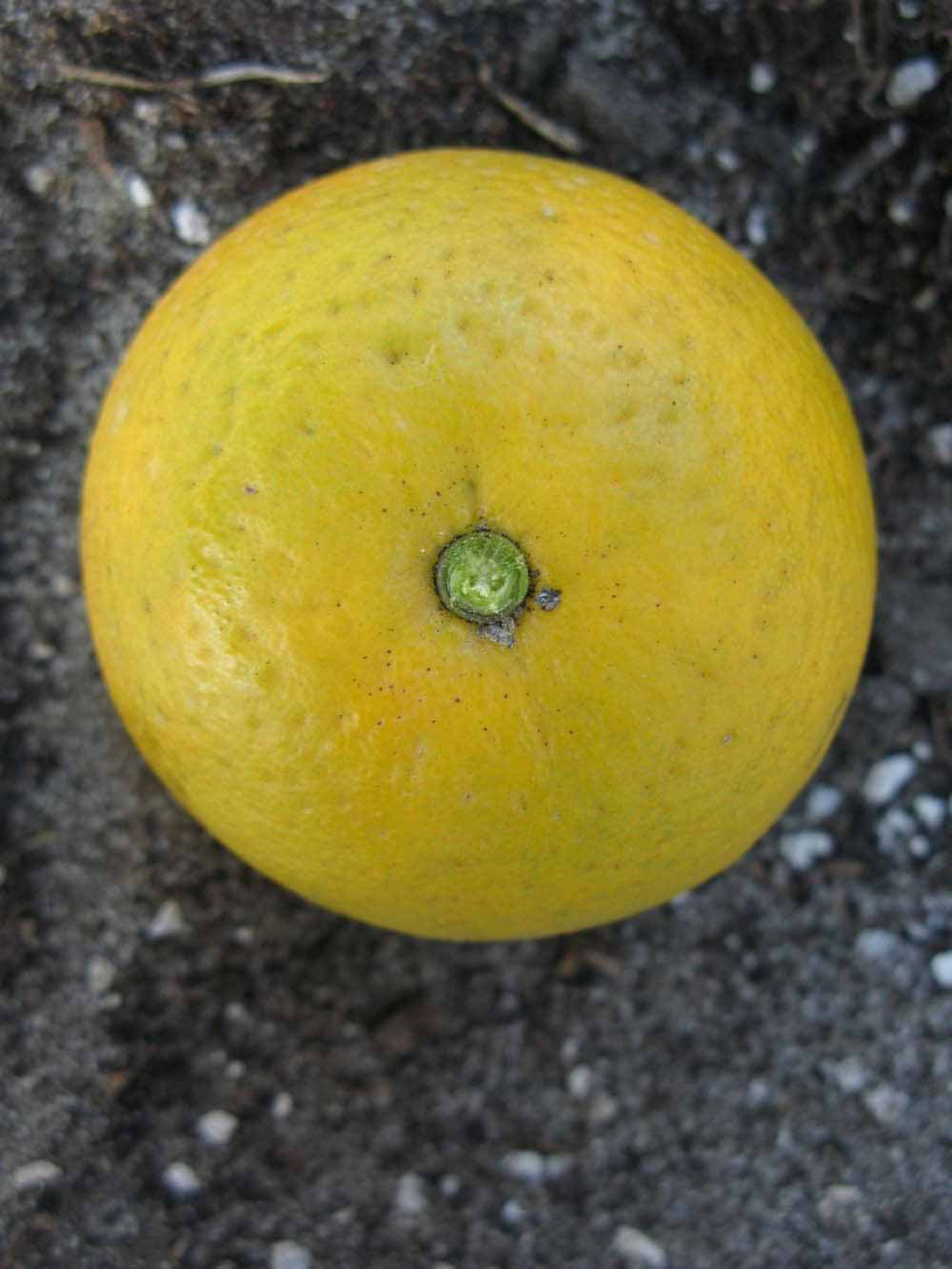            Fruit (Winter Haven, FL)   